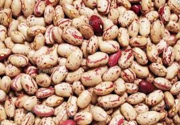 Tarka bab kokó