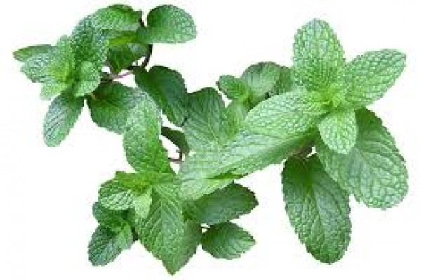 Menta 10dkg/csomag